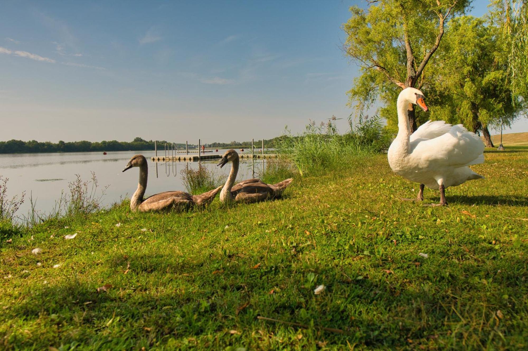 Tisza-To Apartmanpark Kisköre Εξωτερικό φωτογραφία